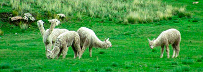 Alpacas